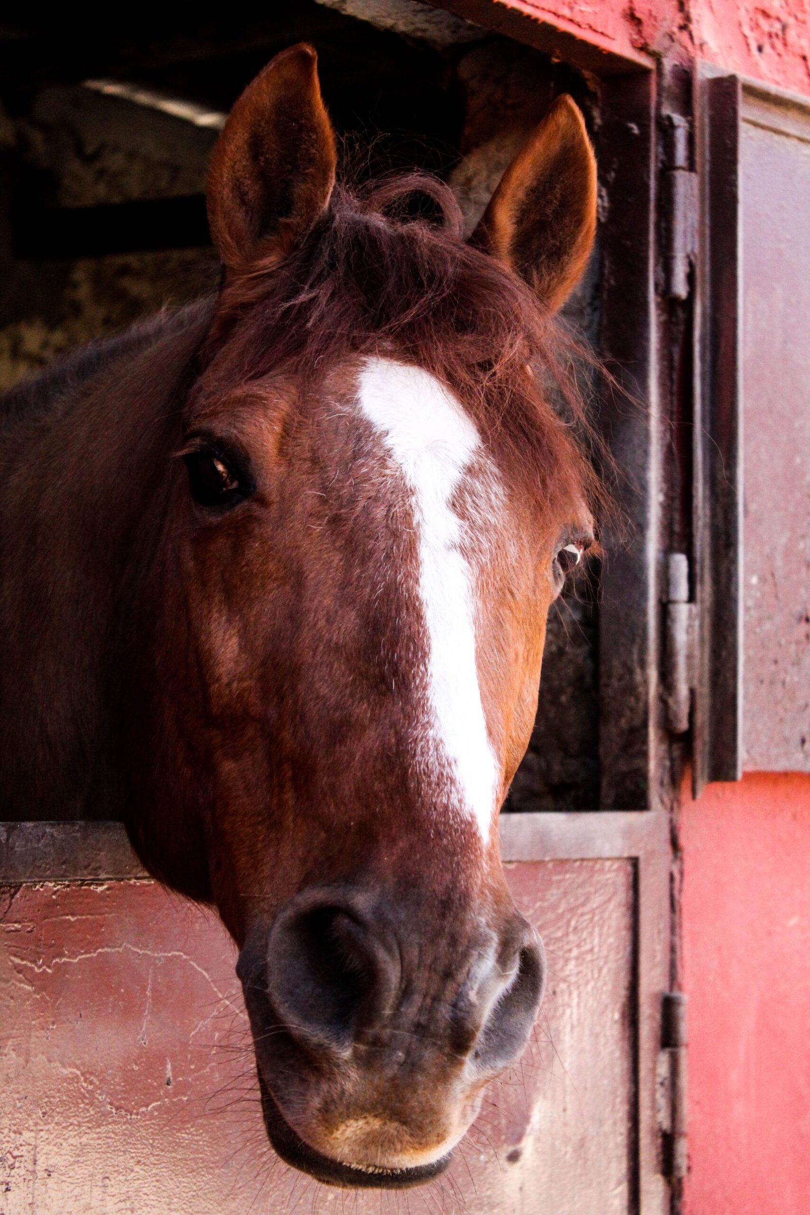 cavallo nella sua stalla
